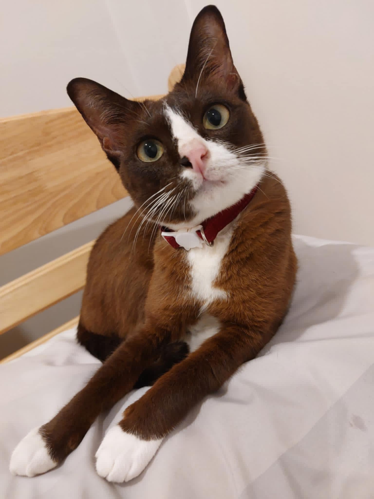 schoolingers-cat